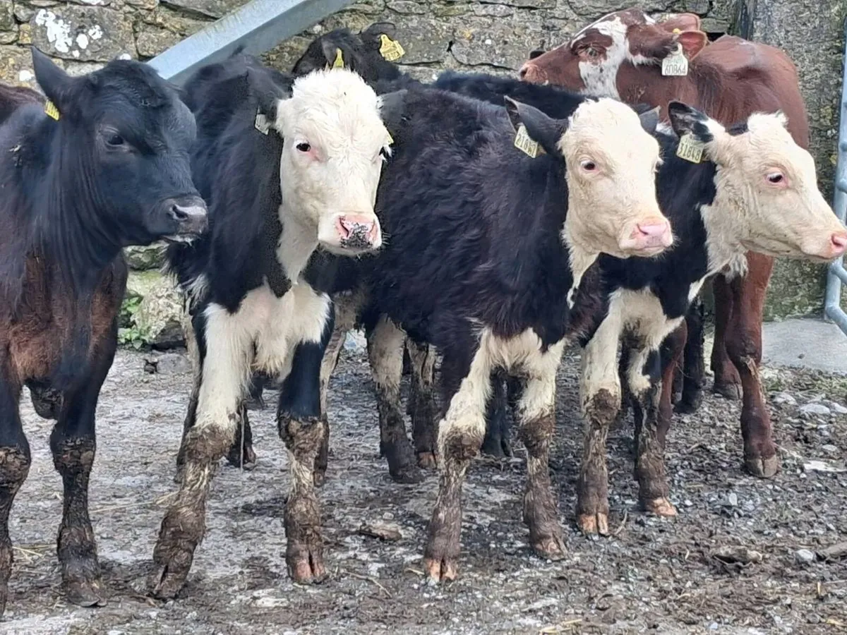 7 Reared Bull Calves - Image 4