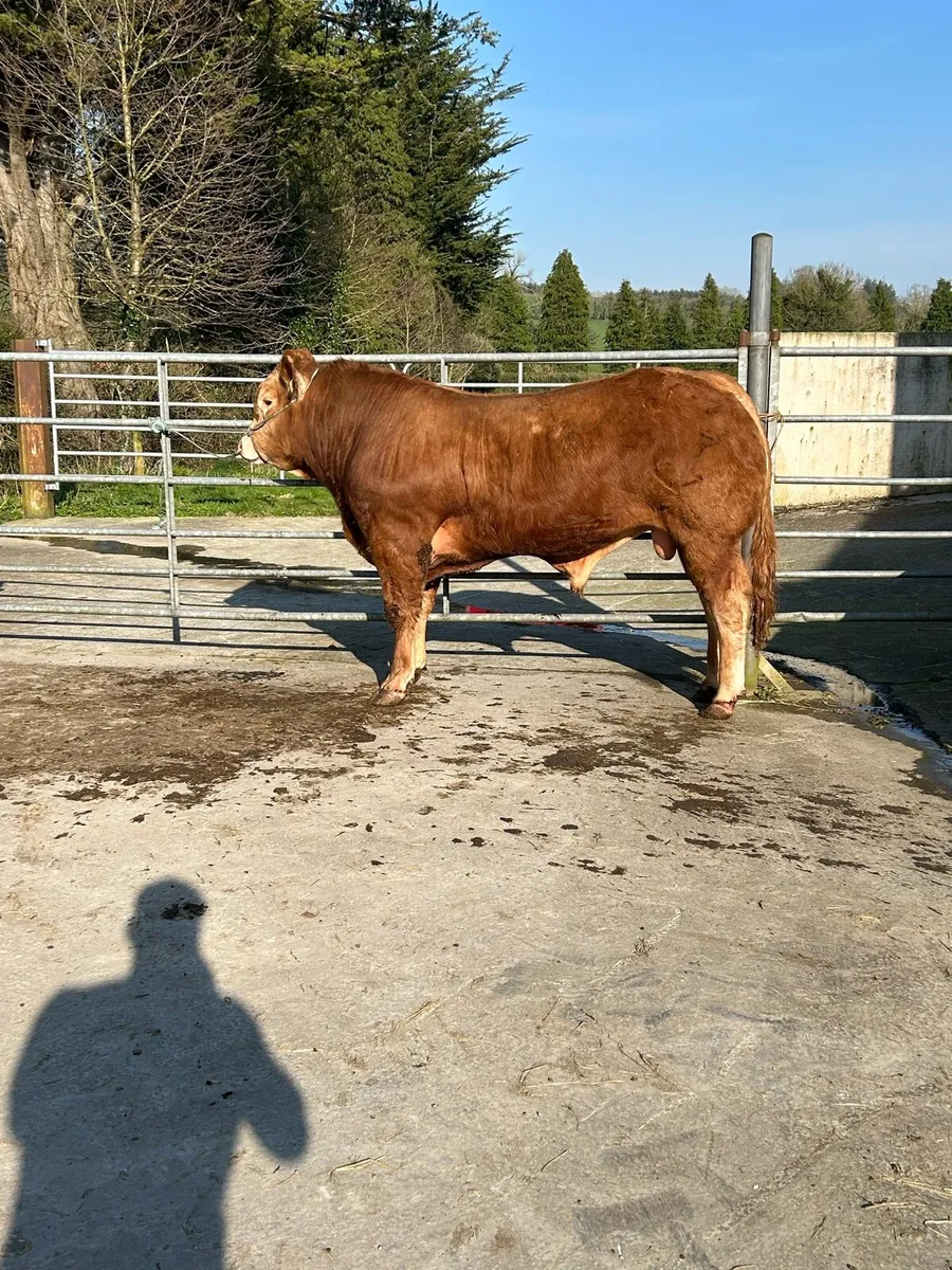 5 star Limousin bulls - Image 1
