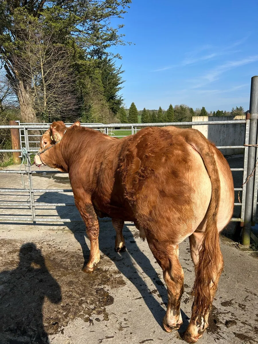 5 star Limousin bulls - Image 2