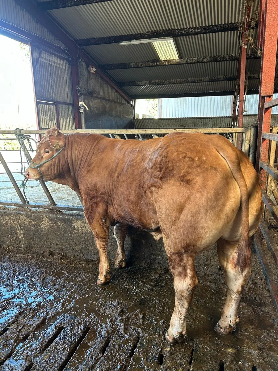 5 star Limousin bulls - Image 3