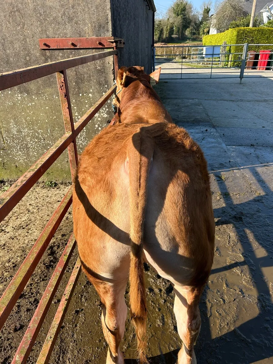 5 star Limousin bulls - Image 4