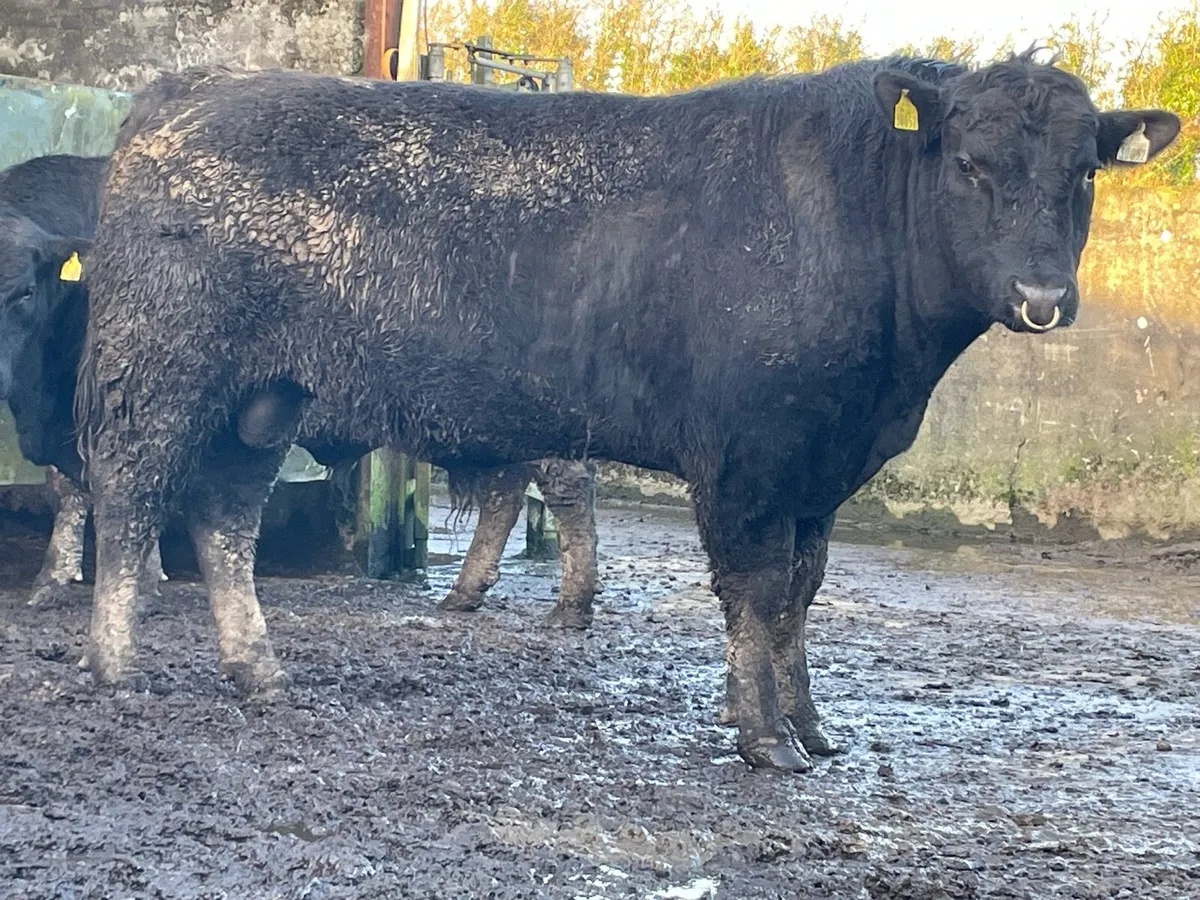 AA Bulls  -  Suit cows - Image 2