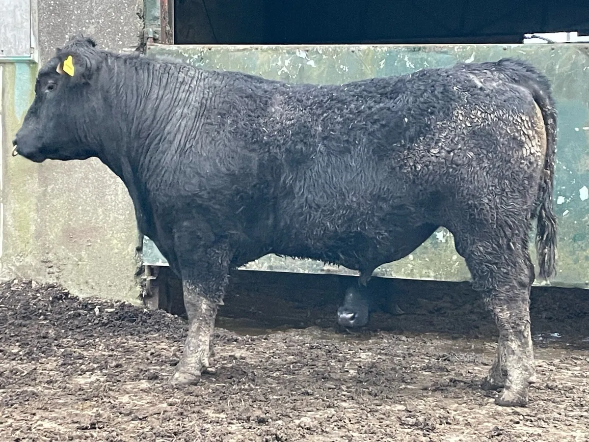 AA Bulls  -  Suit cows - Image 3