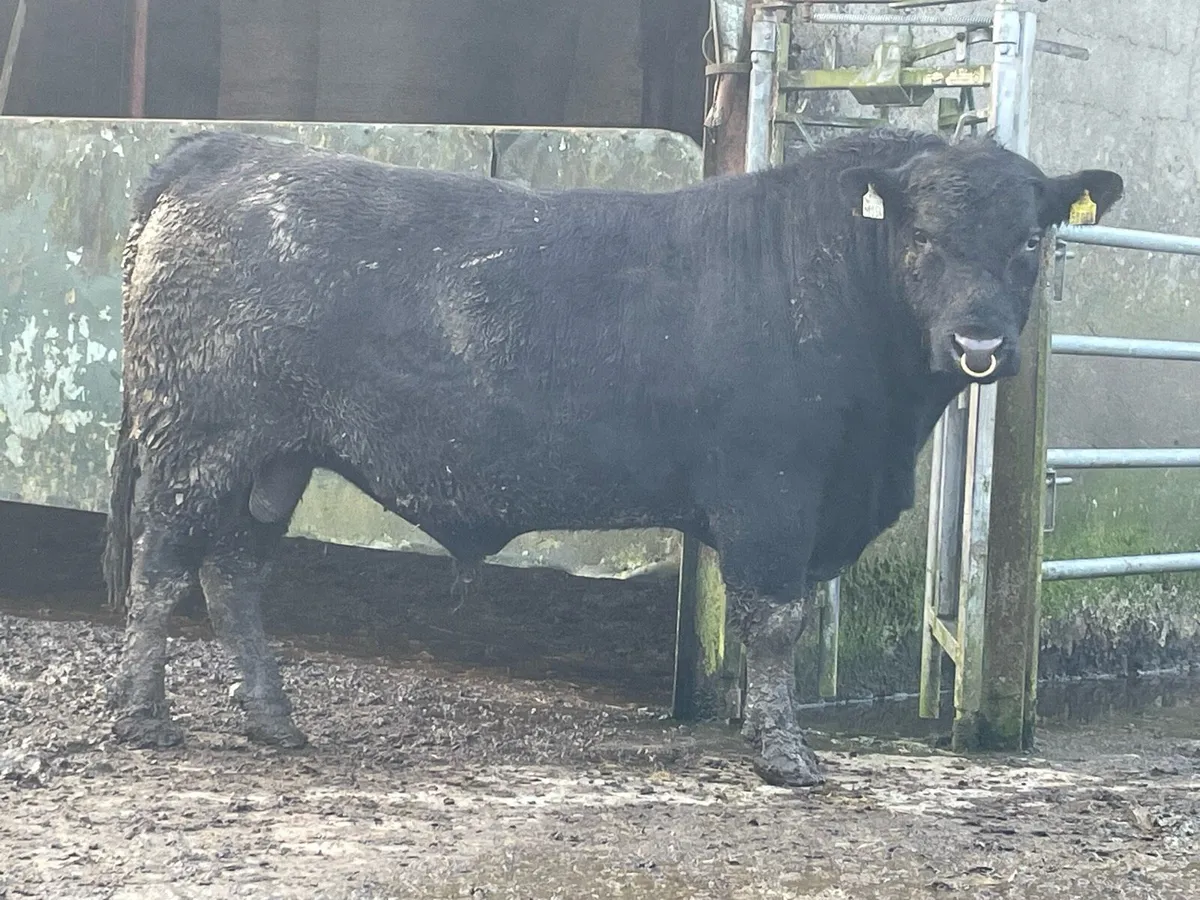 AA Bulls  -  Suit cows - Image 1