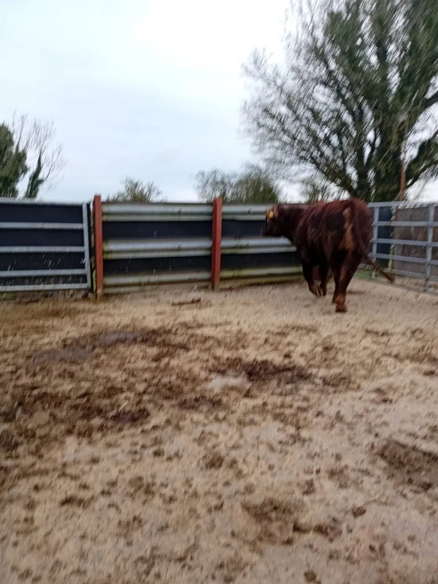 Pure Bred Shorthorn Bull - Image 2