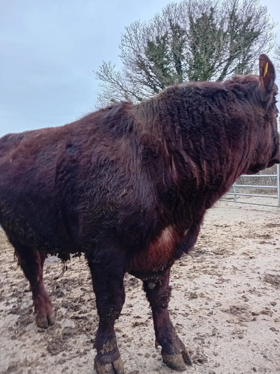 Pure Bred Shorthorn Bull - Image 3