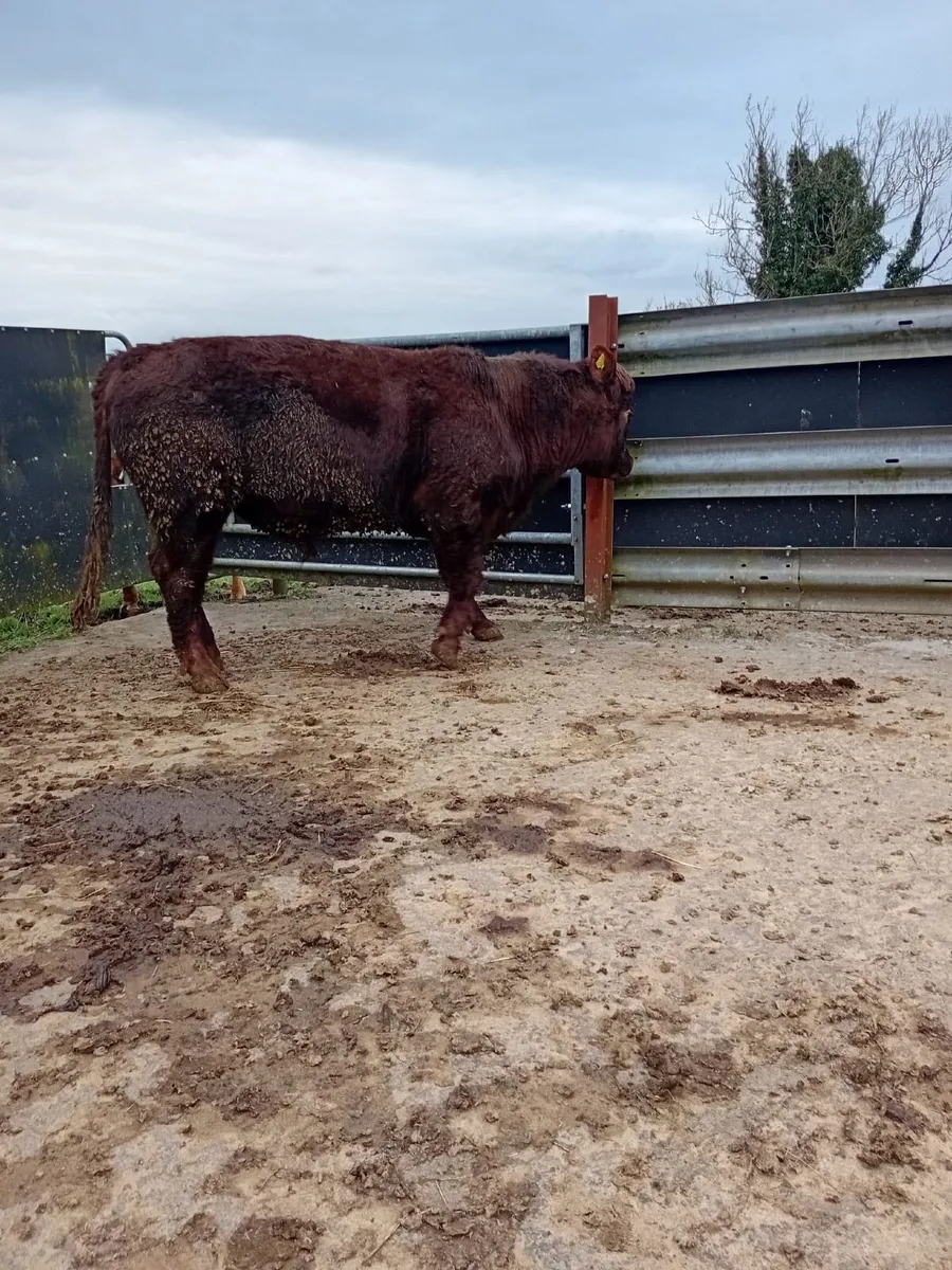Pure Bred Shorthorn Bull - Image 1