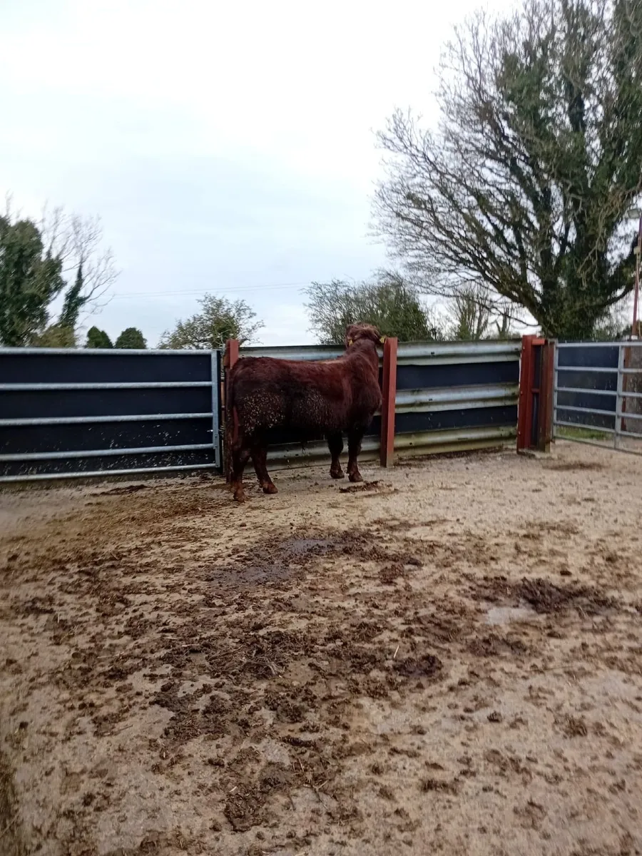 Pure Bred Shorthorn Bull - Image 4