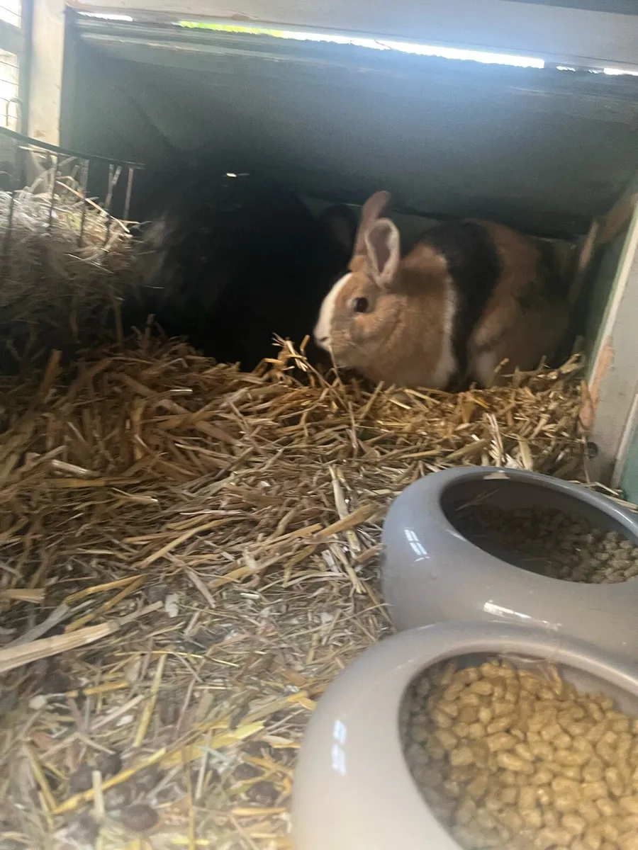 Rabbits - Image 3