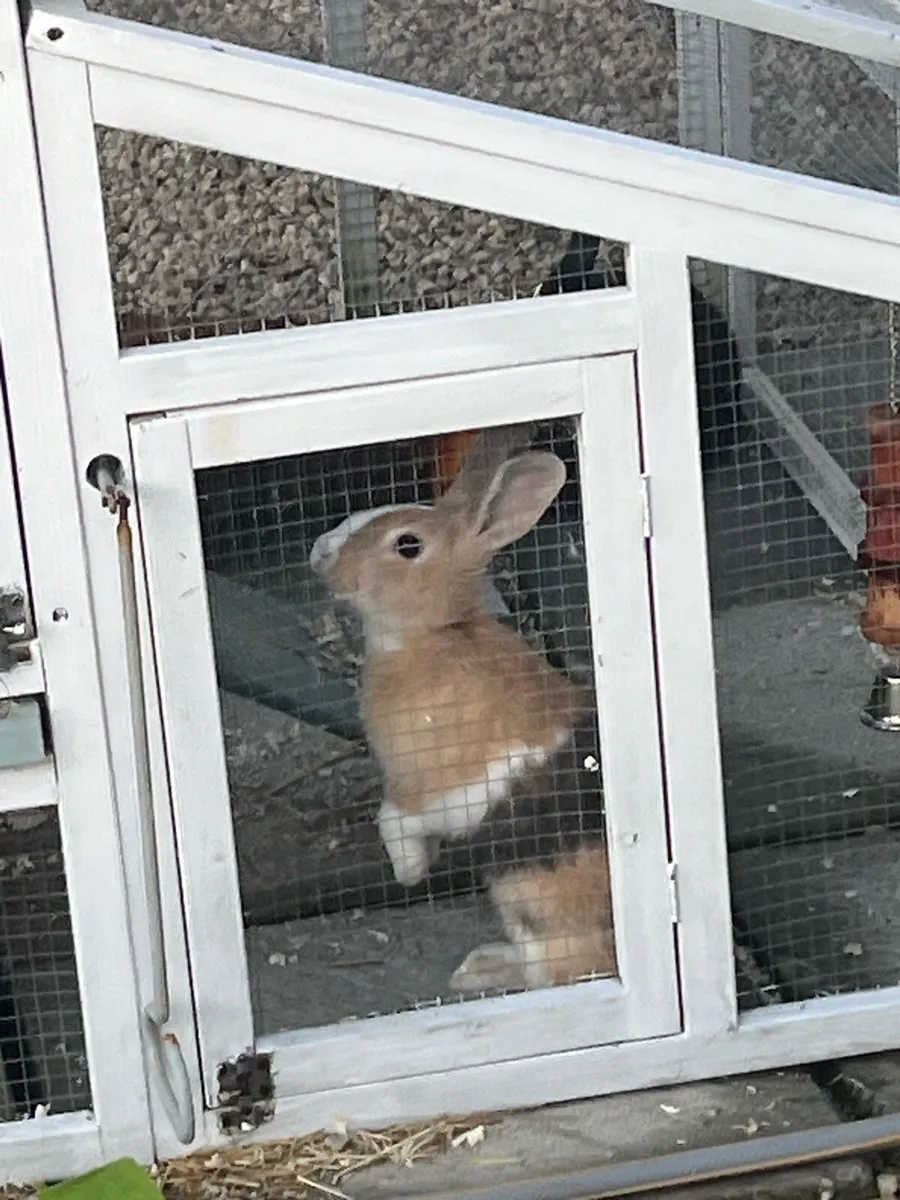 Rabbits - Image 4