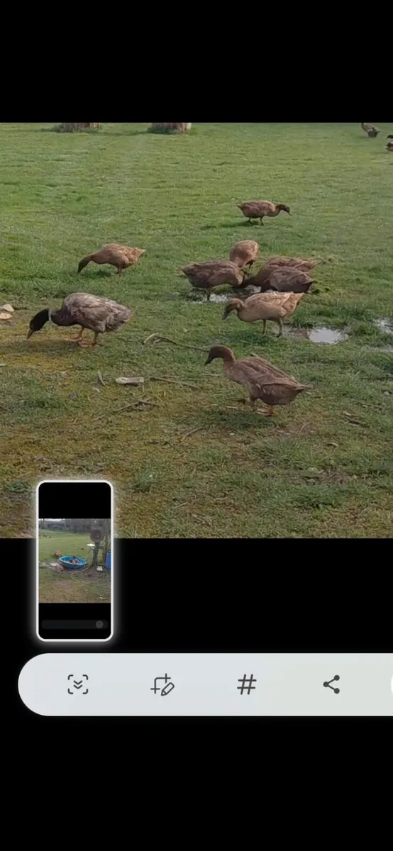 Hen and duck eggs - Image 1