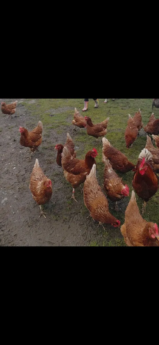 Hen and duck eggs - Image 2