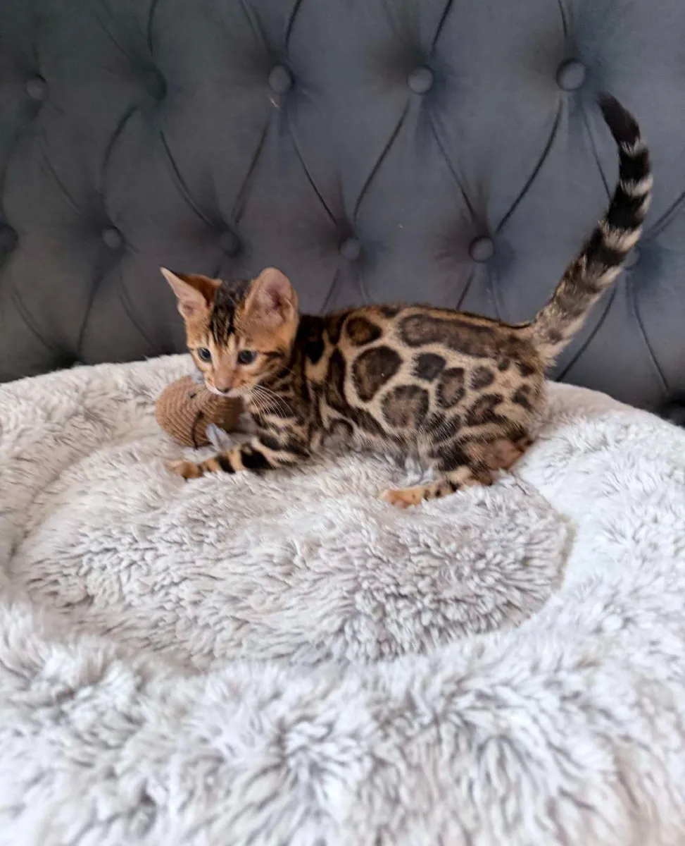Amazing Purebred Bengal kittens 🥰 - Image 1