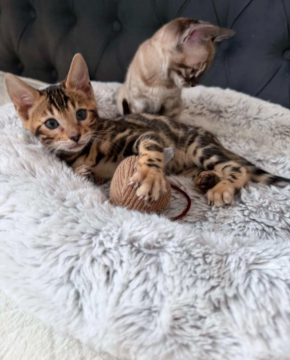 Amazing Purebred Bengal kittens 🥰 - Image 2