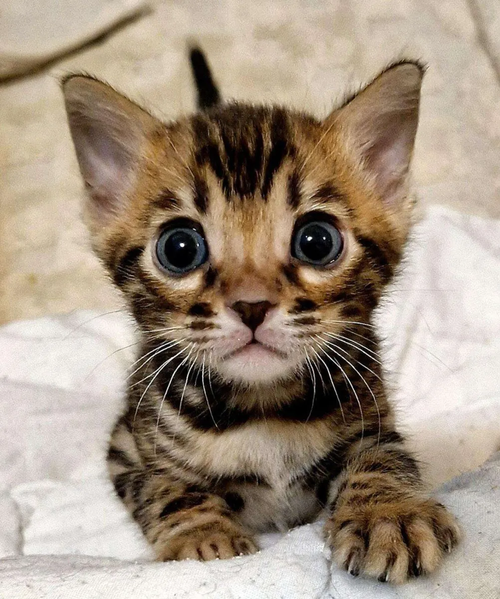 Amazing Purebred Bengal kittens 🥰 - Image 3