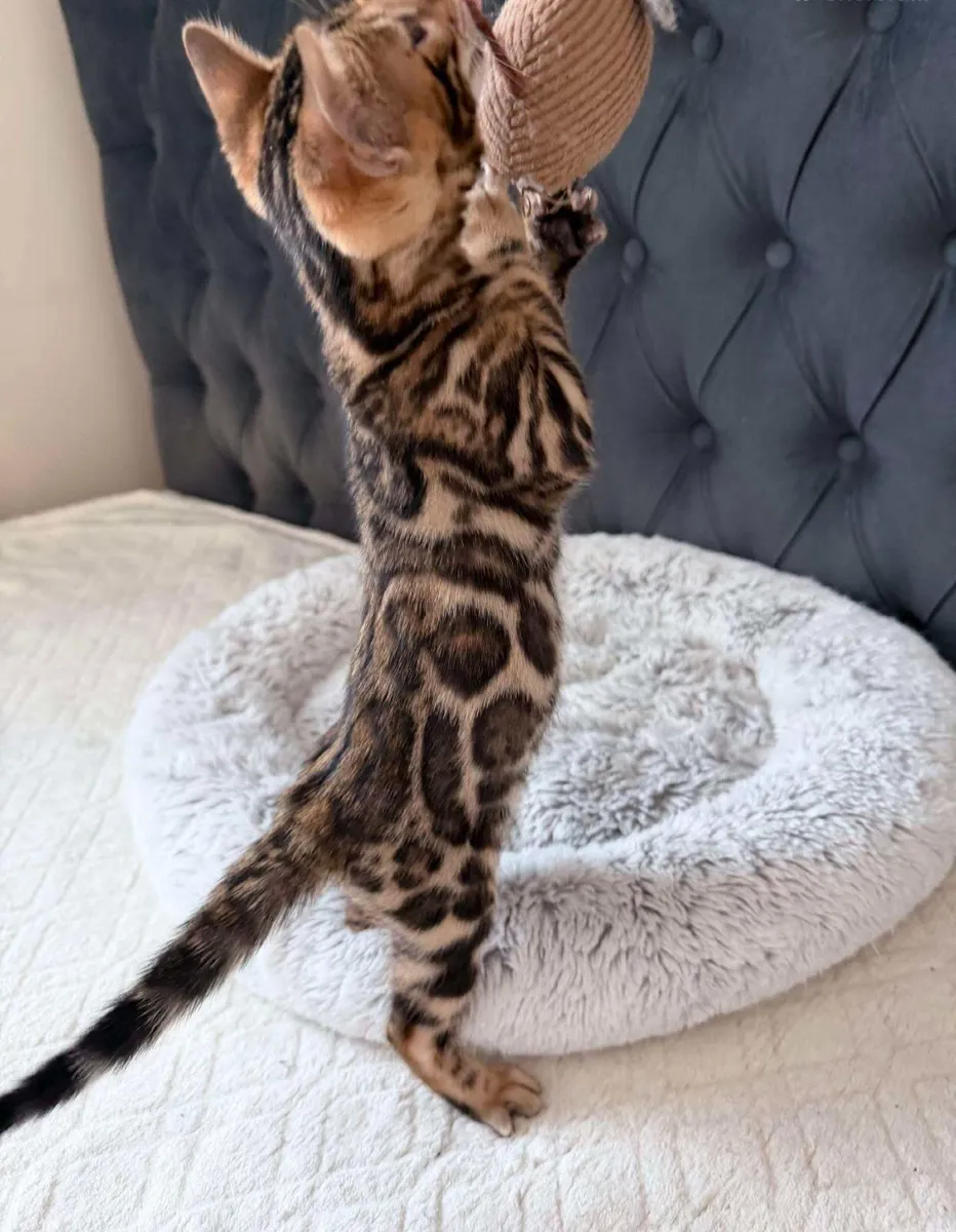 Amazing Purebred Bengal kittens 🥰 - Image 4