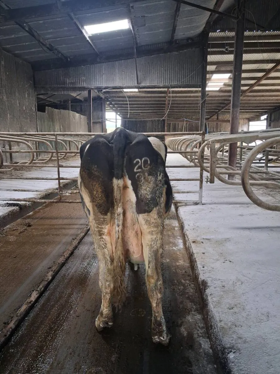 Cow To Rear Calves - Image 1