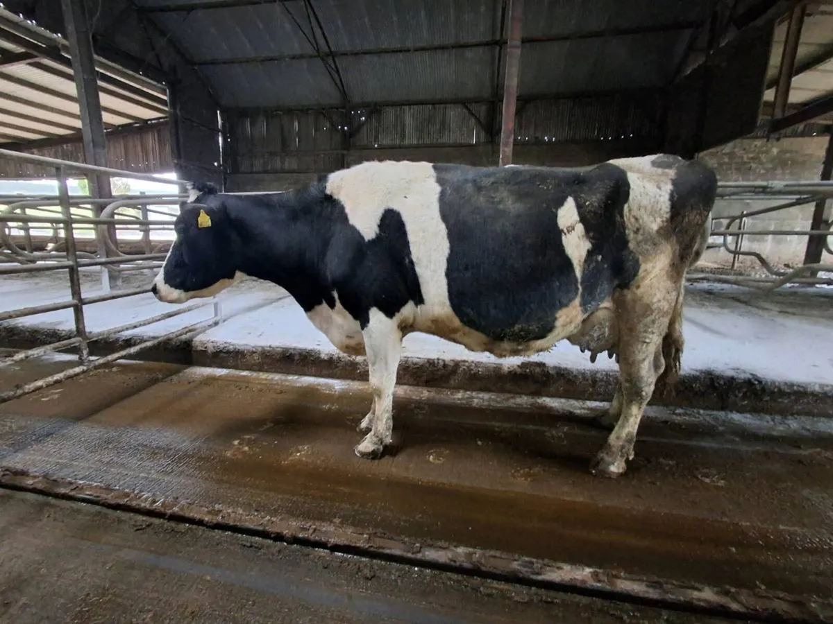 Cow To Rear Calves - Image 2