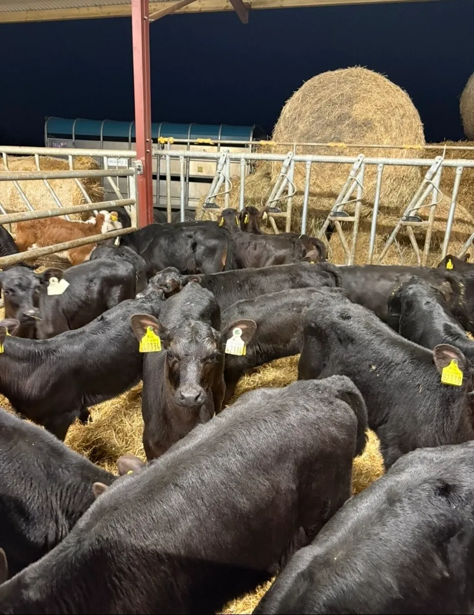 25 super 2 month old Angus heifers🔥🔥 - Image 4