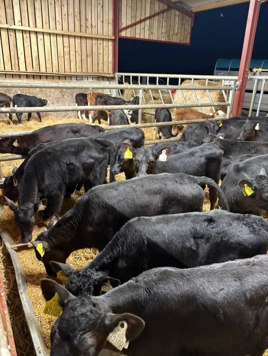 25 super 2 month old Angus heifers🔥🔥 - Image 1