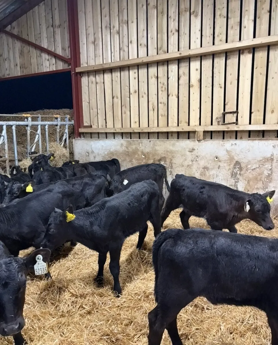 25 super 2 month old Angus heifers🔥🔥 - Image 2
