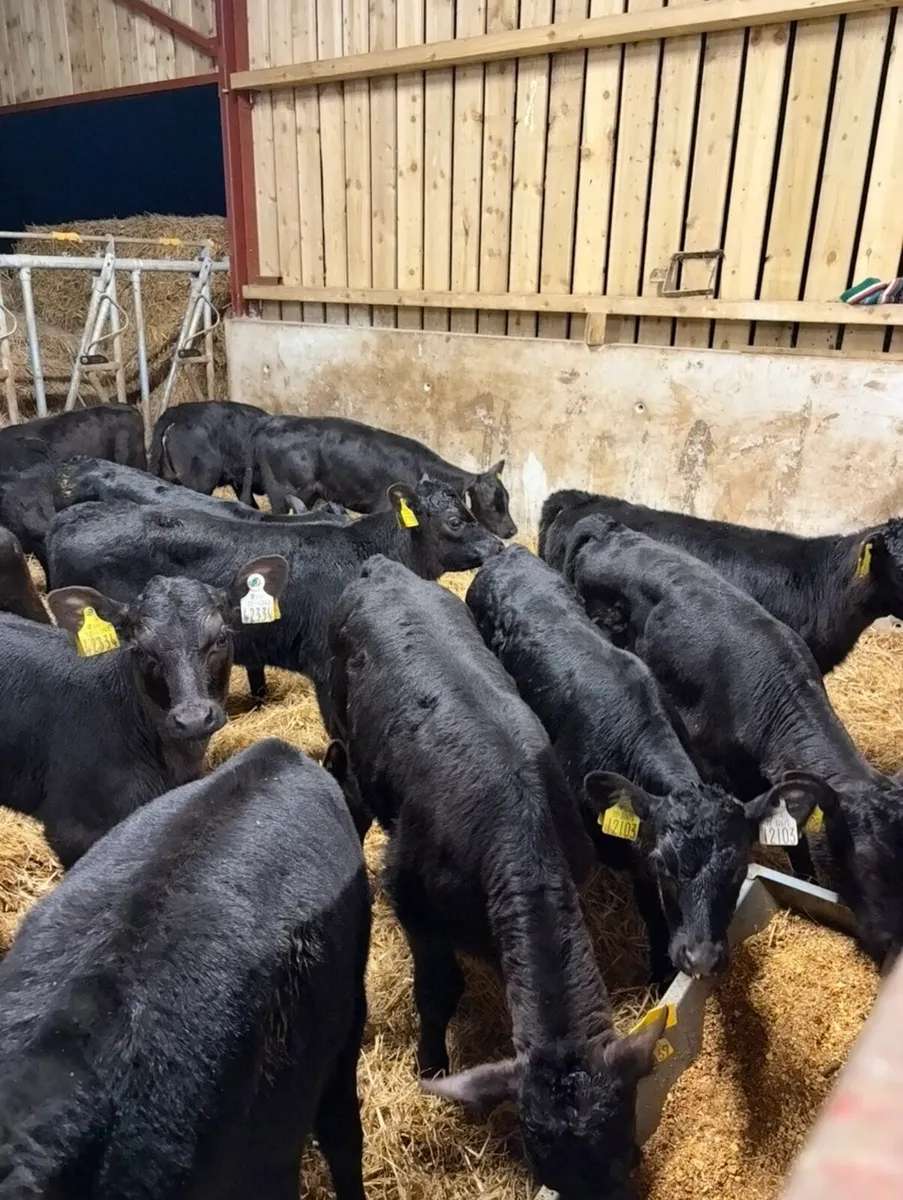 25 super 2 month old Angus heifers🔥🔥 - Image 3