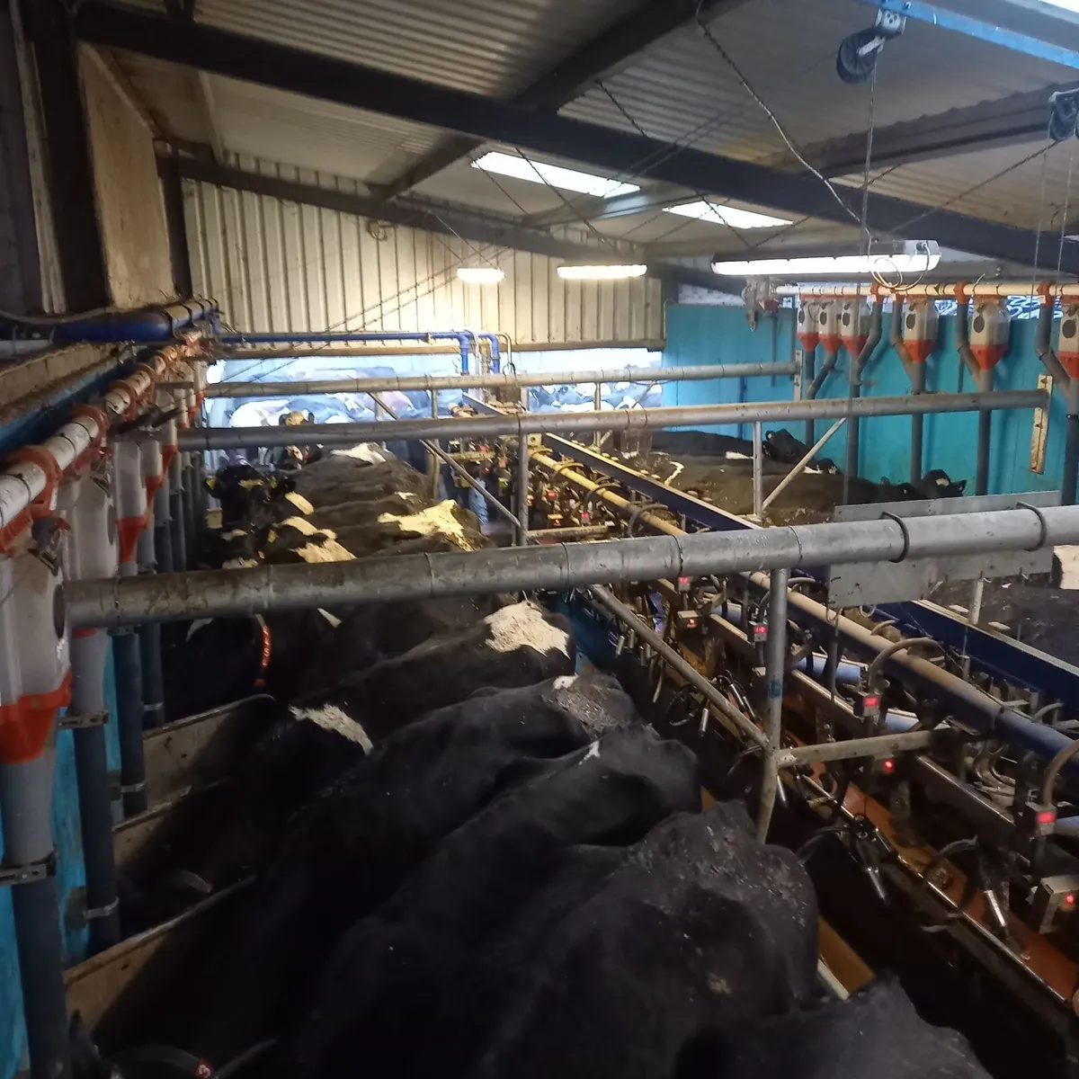 Relief Milker available - Image 4