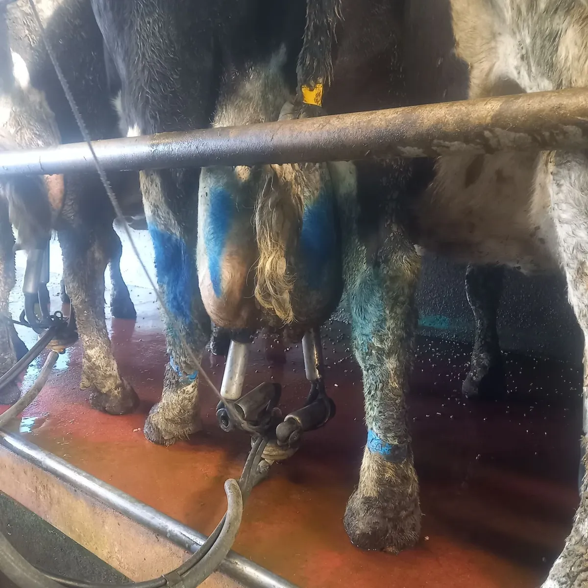 Relief Milker available - Image 2