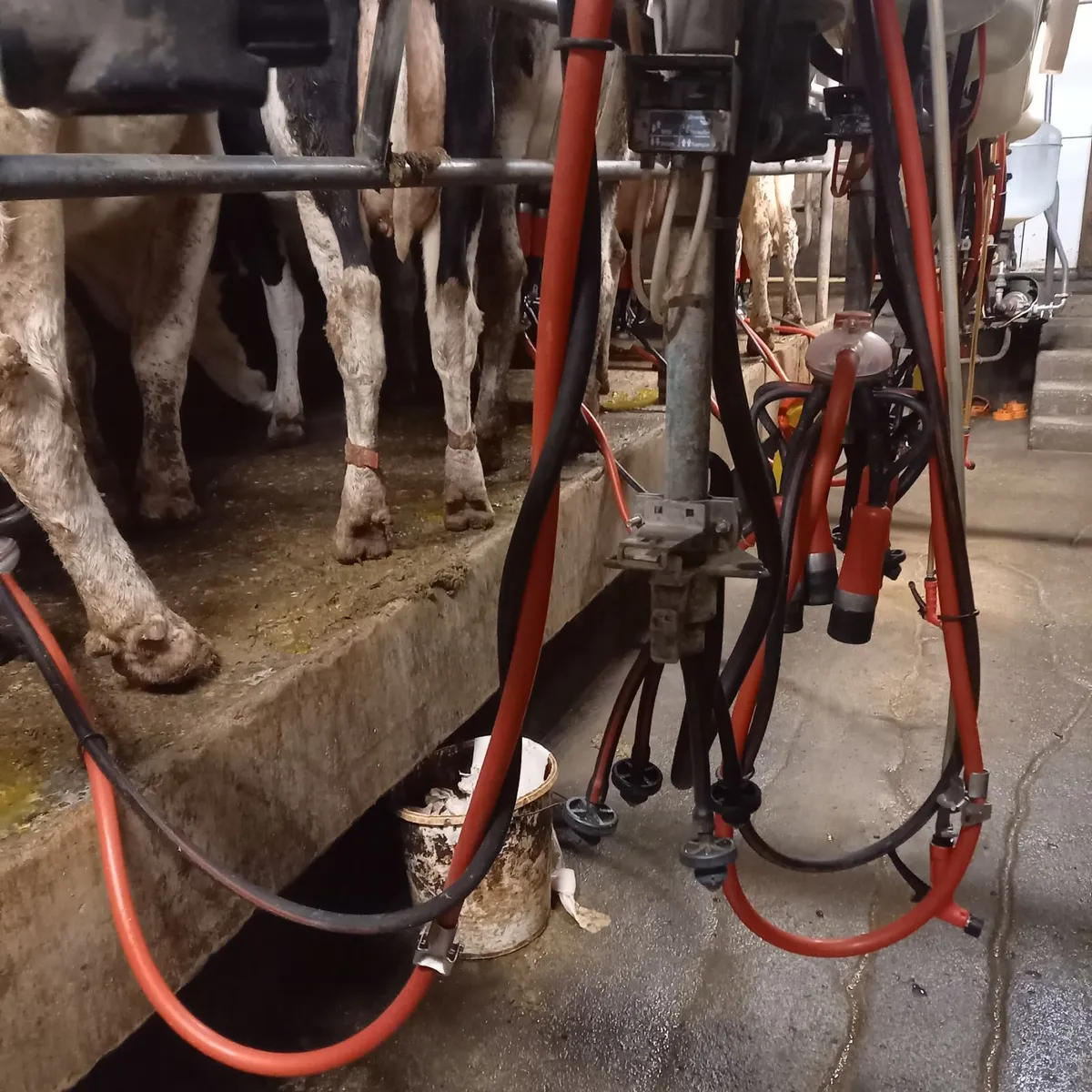 Relief Milker available - Image 3