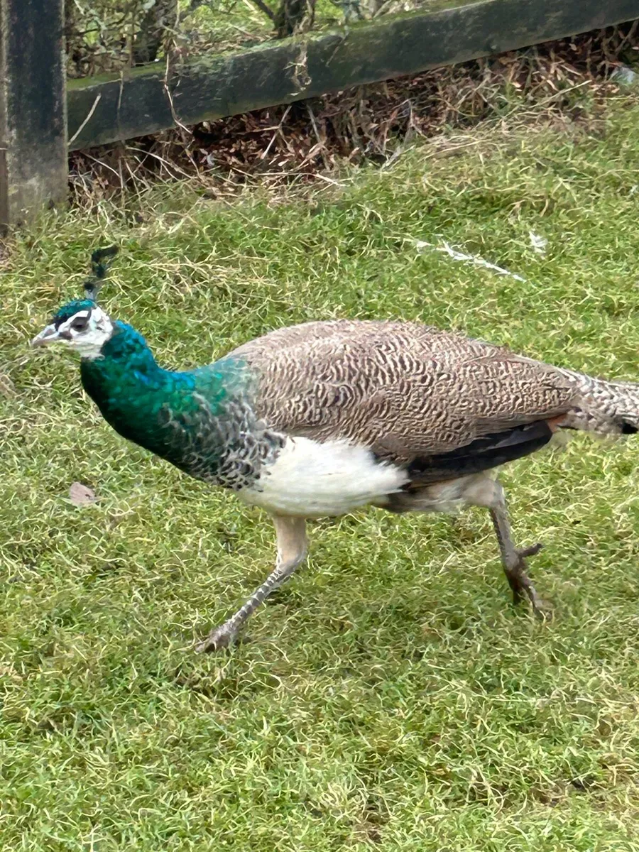 Peafowl - Image 1