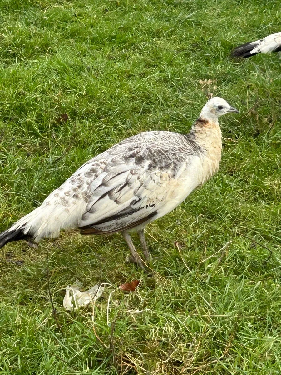 Peafowl - Image 2