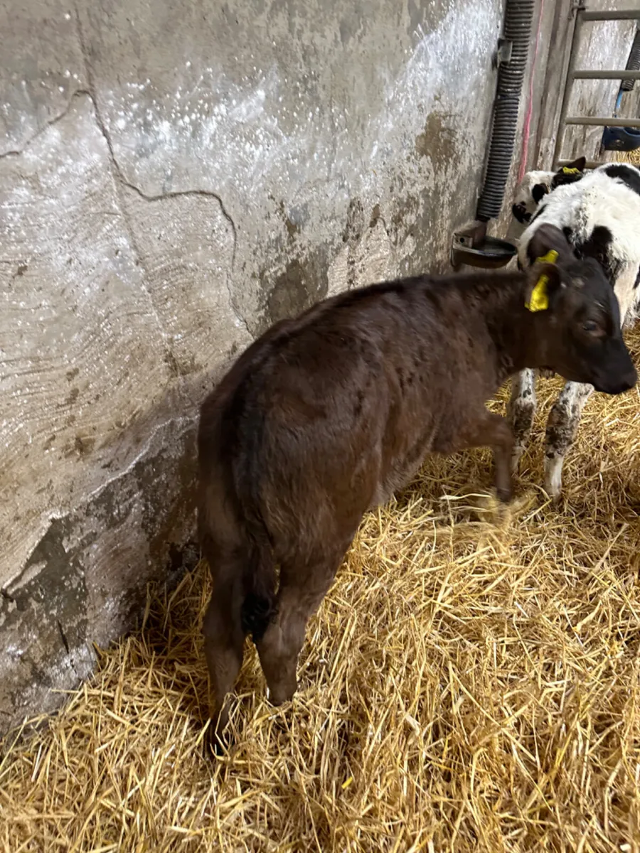 Reared heifers - Image 2