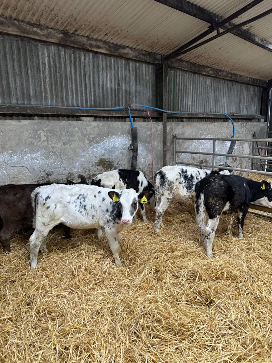 Reared heifers - Image 1