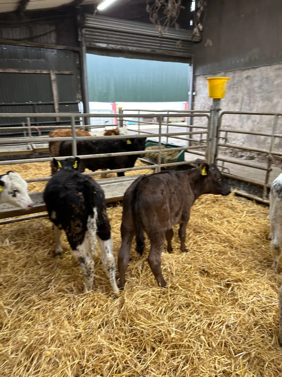 Reared heifers - Image 3