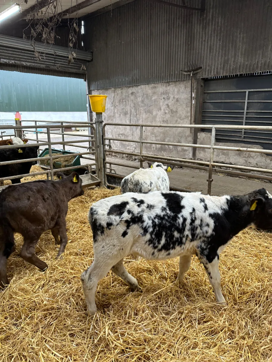 Reared heifers - Image 4