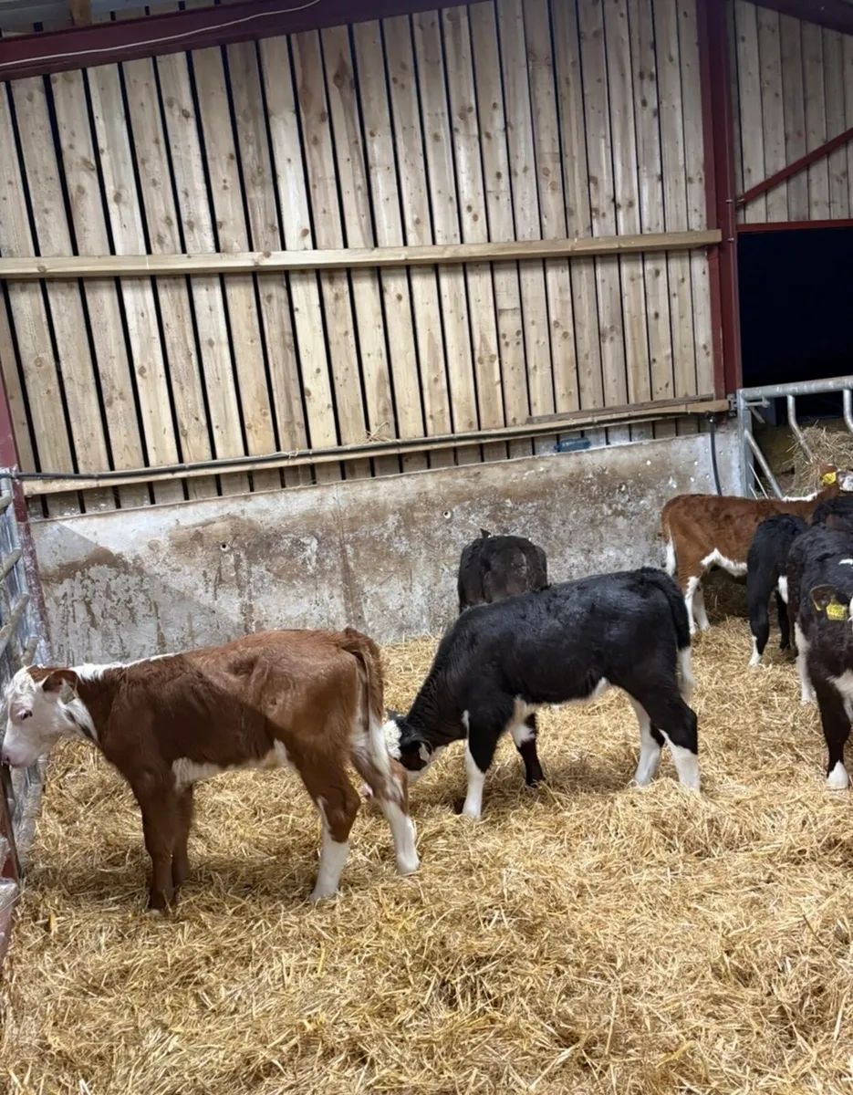 8 smashing Hereford heifers - Image 1