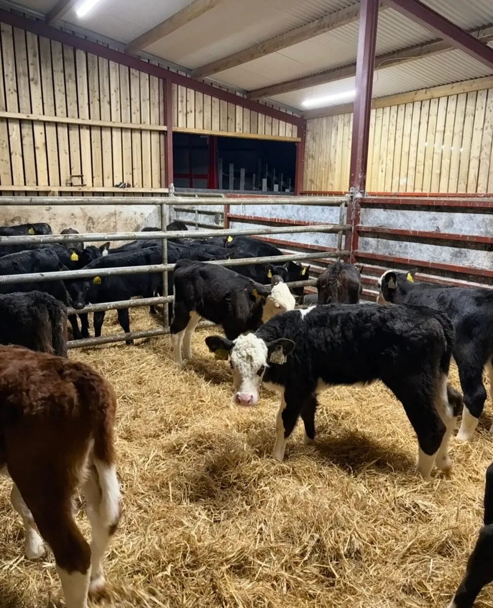 8 smashing Hereford heifers - Image 2