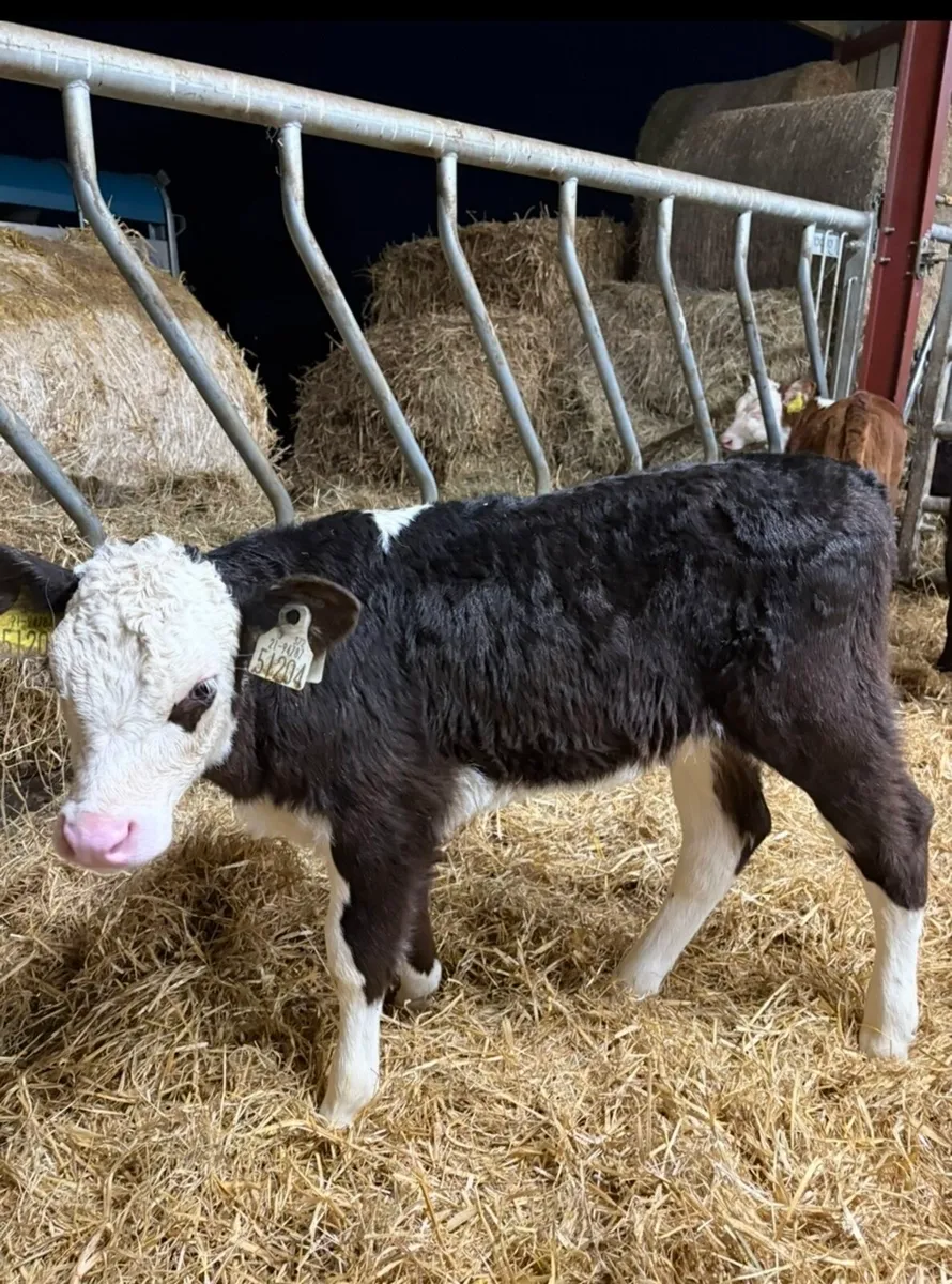 8 smashing Hereford heifers - Image 3