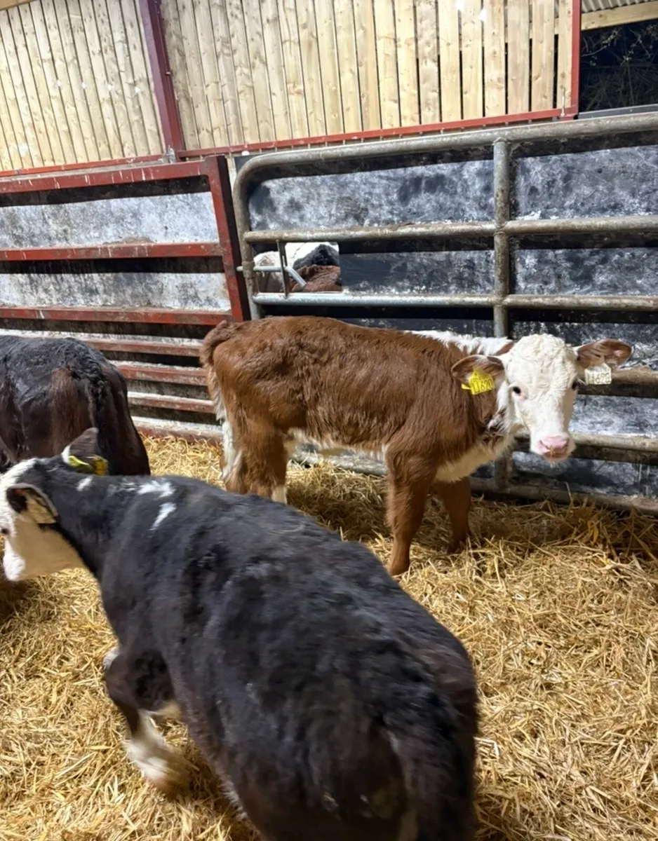 8 smashing Hereford heifers - Image 4