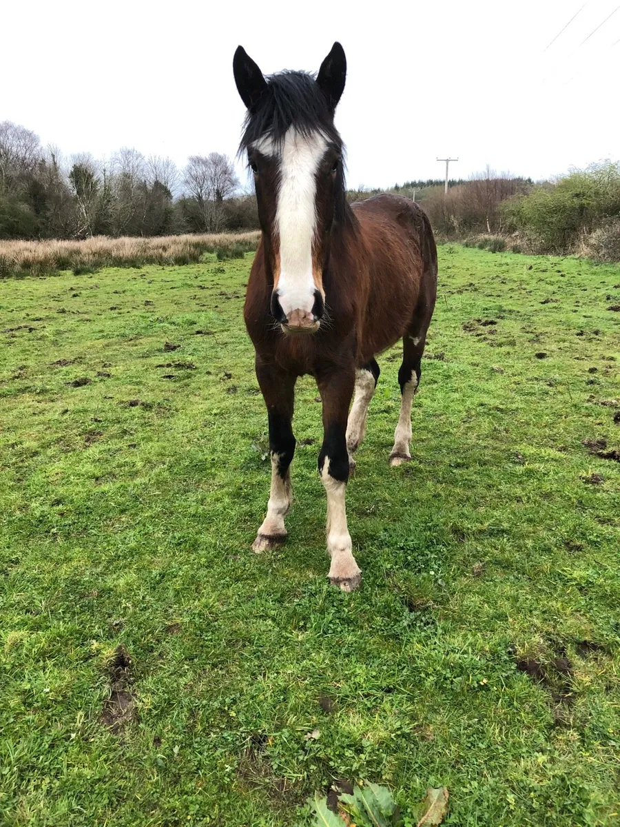 Ben , super cob - Image 1
