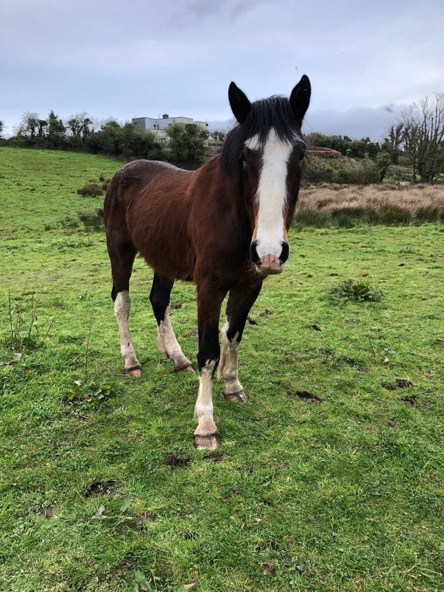 Ben , super cob - Image 2
