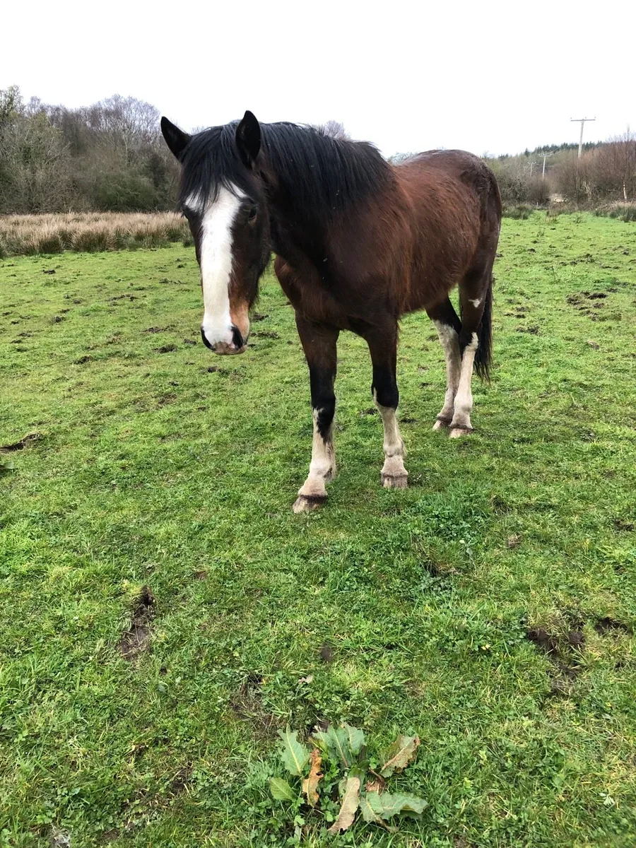 Ben , super cob - Image 4