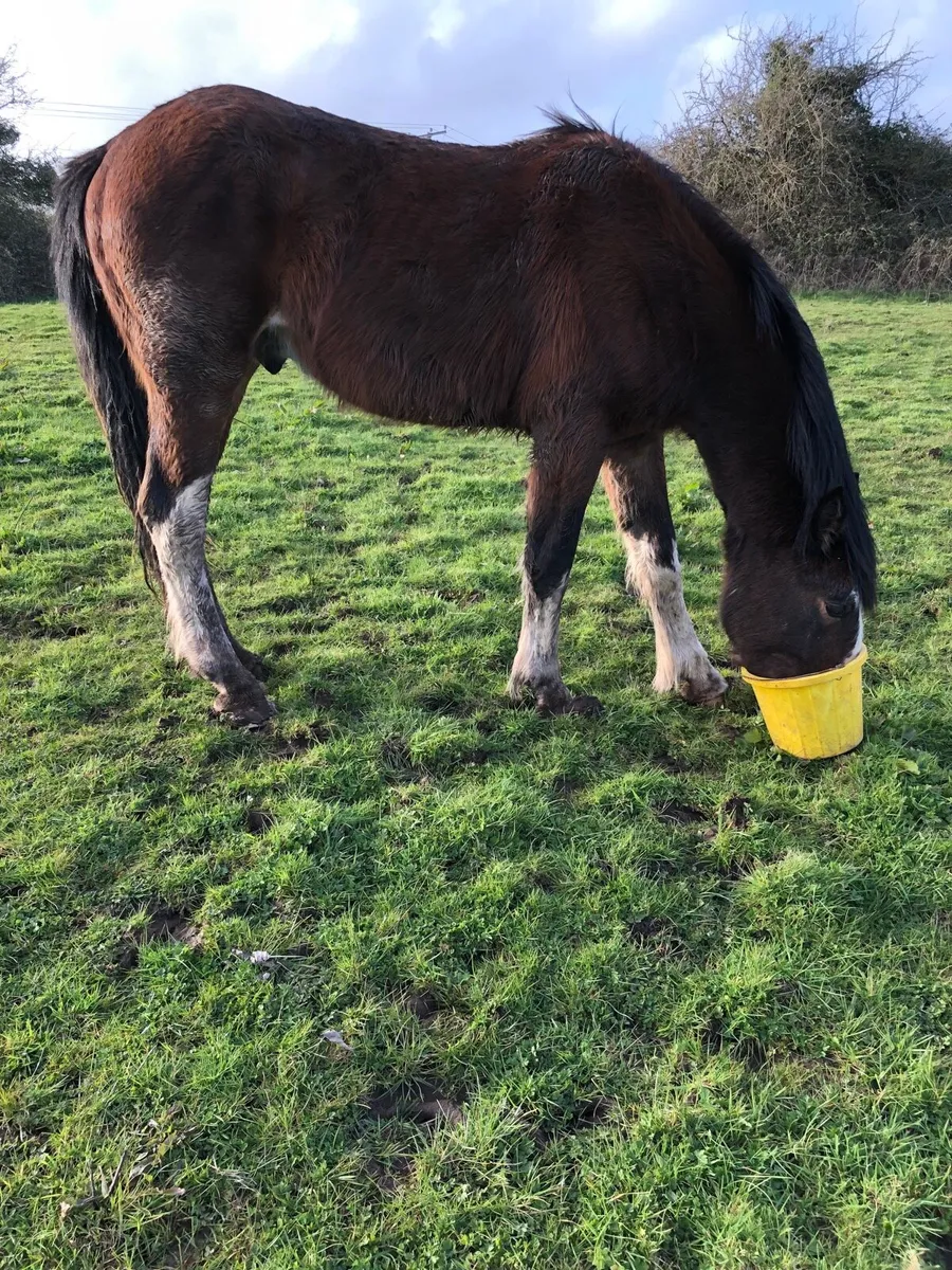 Ben , super cob - Image 3