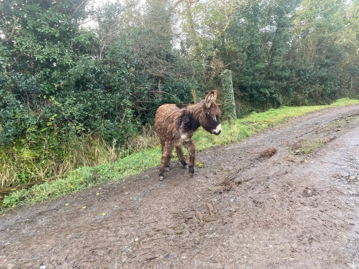 Mare Donkey Foal - Image 2