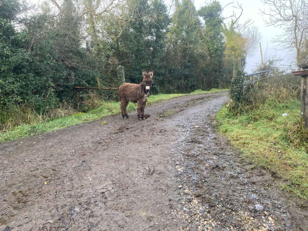 Mare Donkey Foal - Image 3