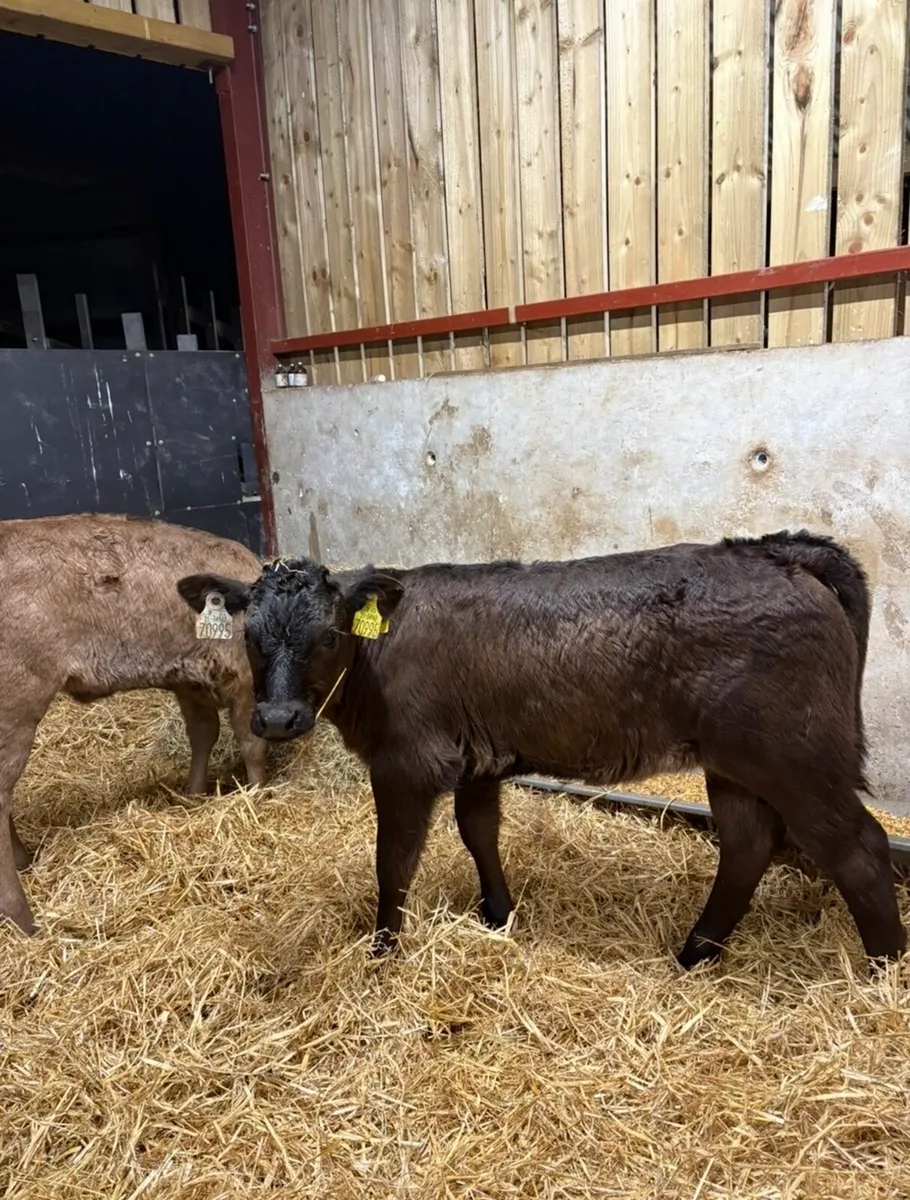 7 super 2 month old continental heifers 🔥🔥 - Image 1