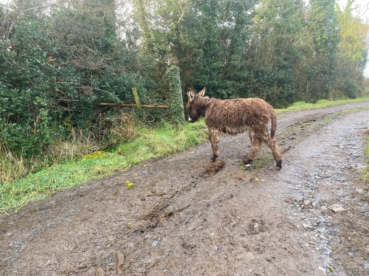 Mare Donkey Foal - Image 1