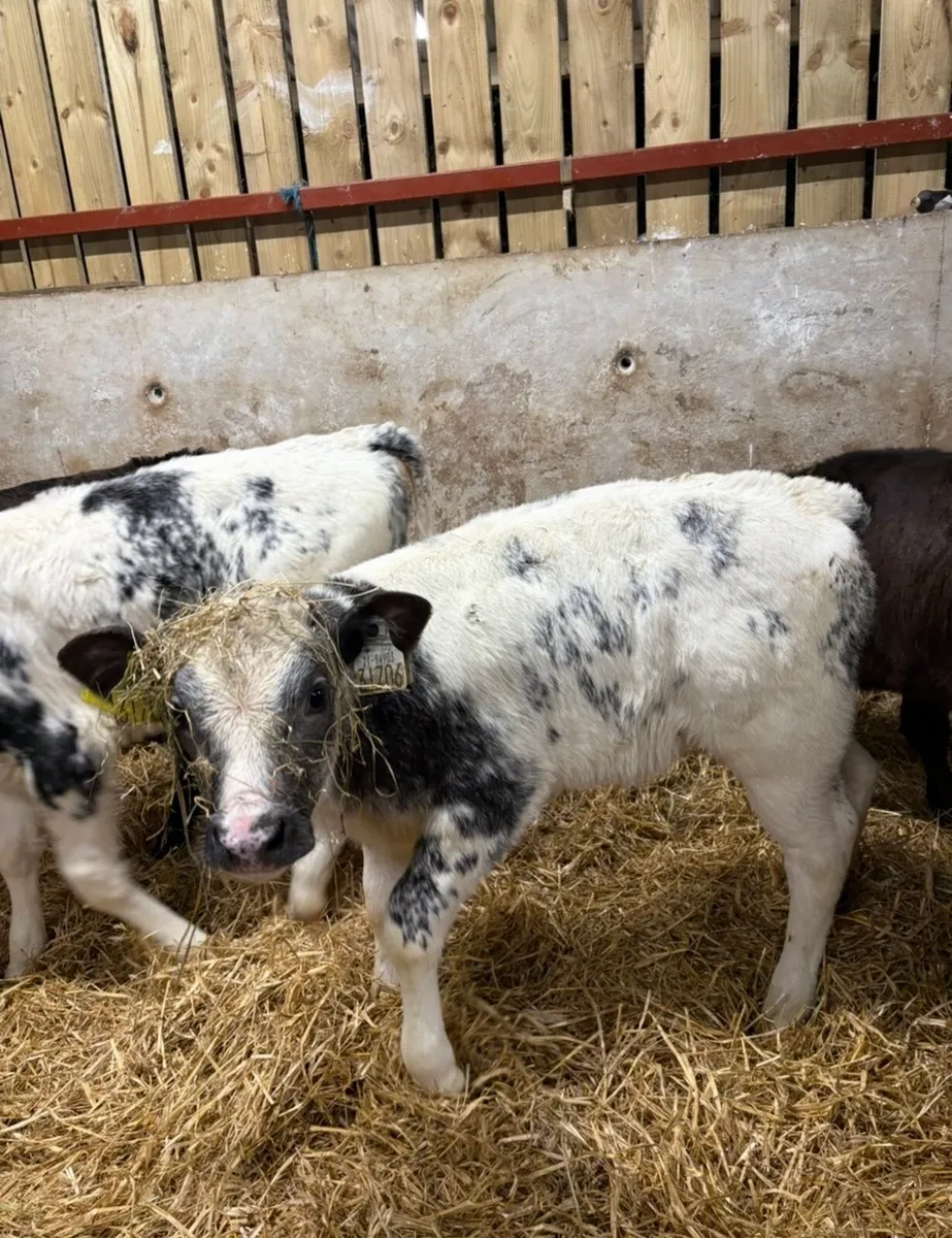 7 super 2 month old continental heifers 🔥🔥 - Image 2