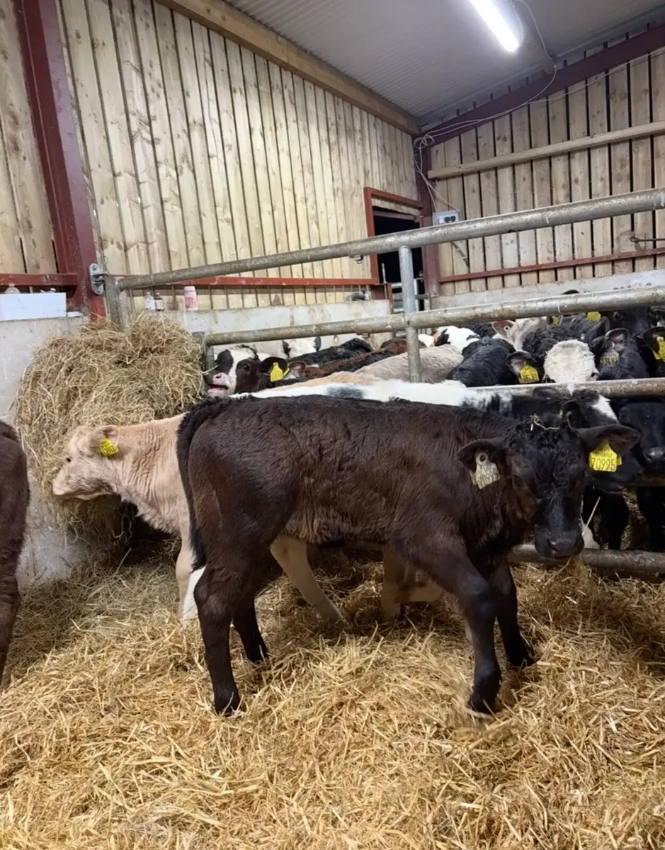 7 super 2 month old continental heifers 🔥🔥 - Image 3