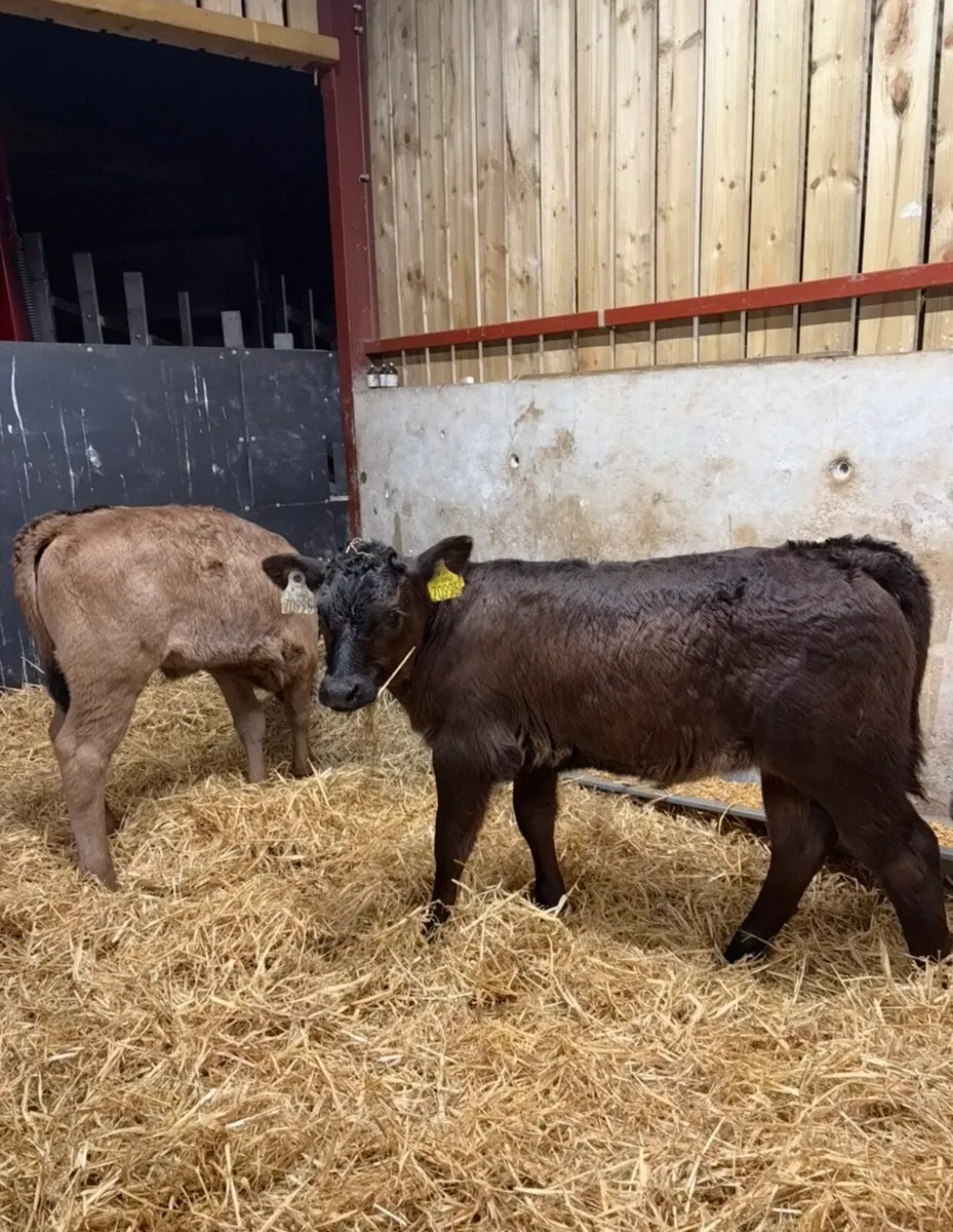 7 super 2 month old continental heifers 🔥🔥 - Image 4